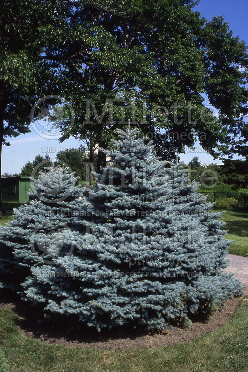 Picea Montgomery (Serbian spruce Mountain Spruce conifer) 1  