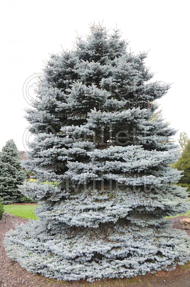 Picea Montgomery (Serbian spruce Mountain Spruce conifer) 8 