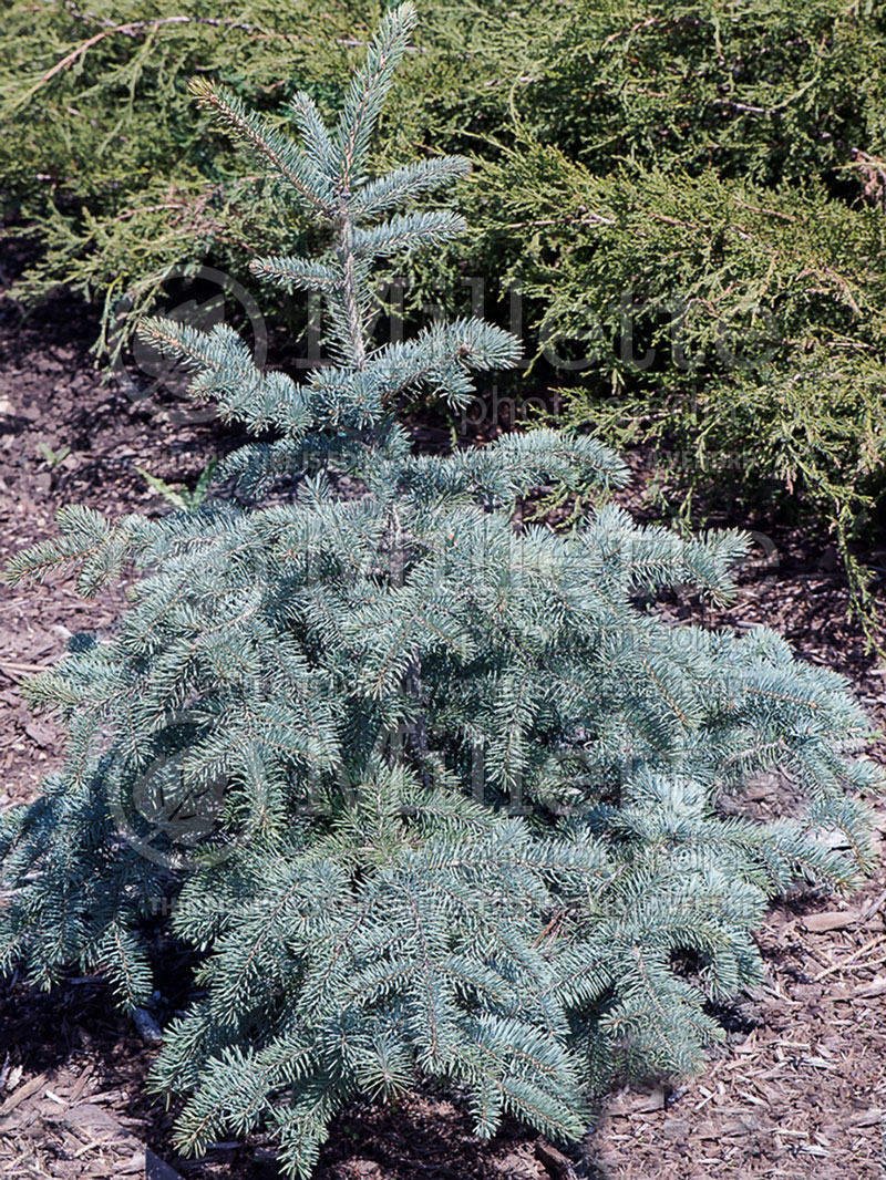 Picea Otto Von Bismark (Serbian spruce Mountain Spruce conifer) 1 