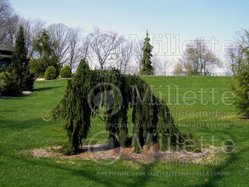 Picea pungens Pendula (Serbian spruce Mountain Spruce conifer) 2 