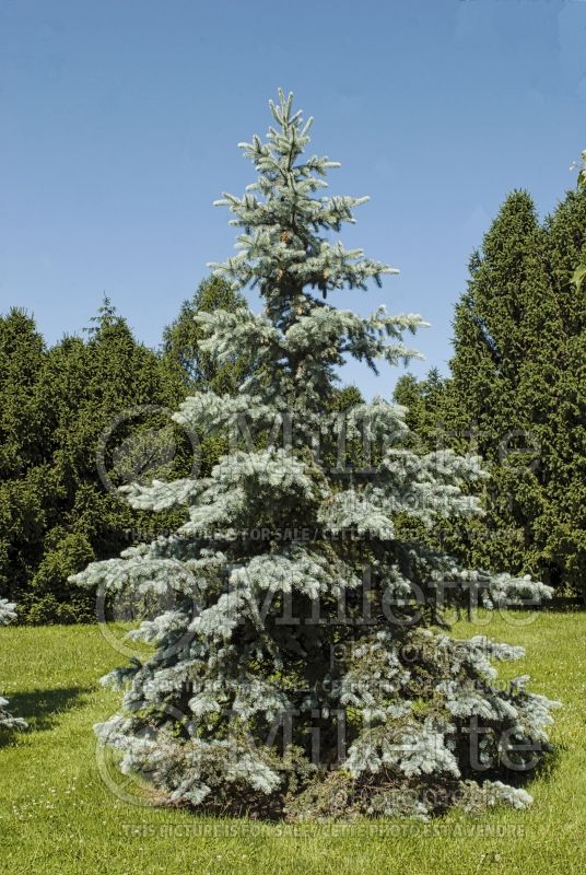 Picea Royal Knight (Serbian spruce Mountain Spruce conifer) 2 