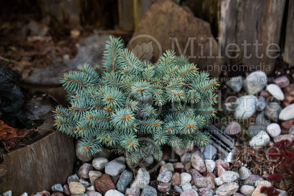 Picea Saint Mary's Broom aka St. Mary's Broom (Colorado Spruce, Blue Spruce conifer) 4 