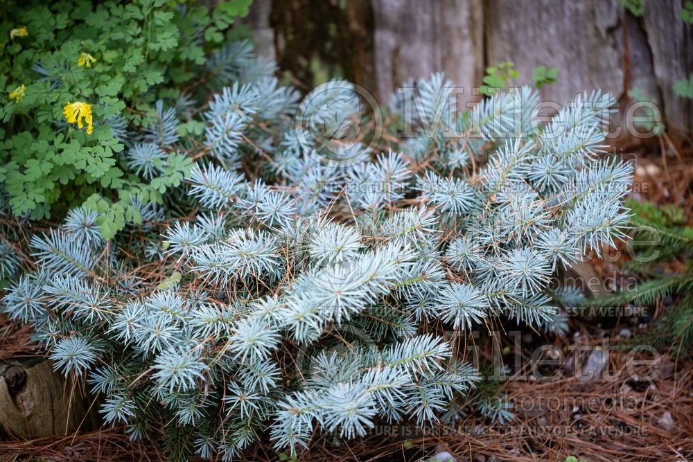 Picea Saint Mary's Broom aka St. Mary's Broom (Colorado Spruce, Blue Spruce conifer) 5 