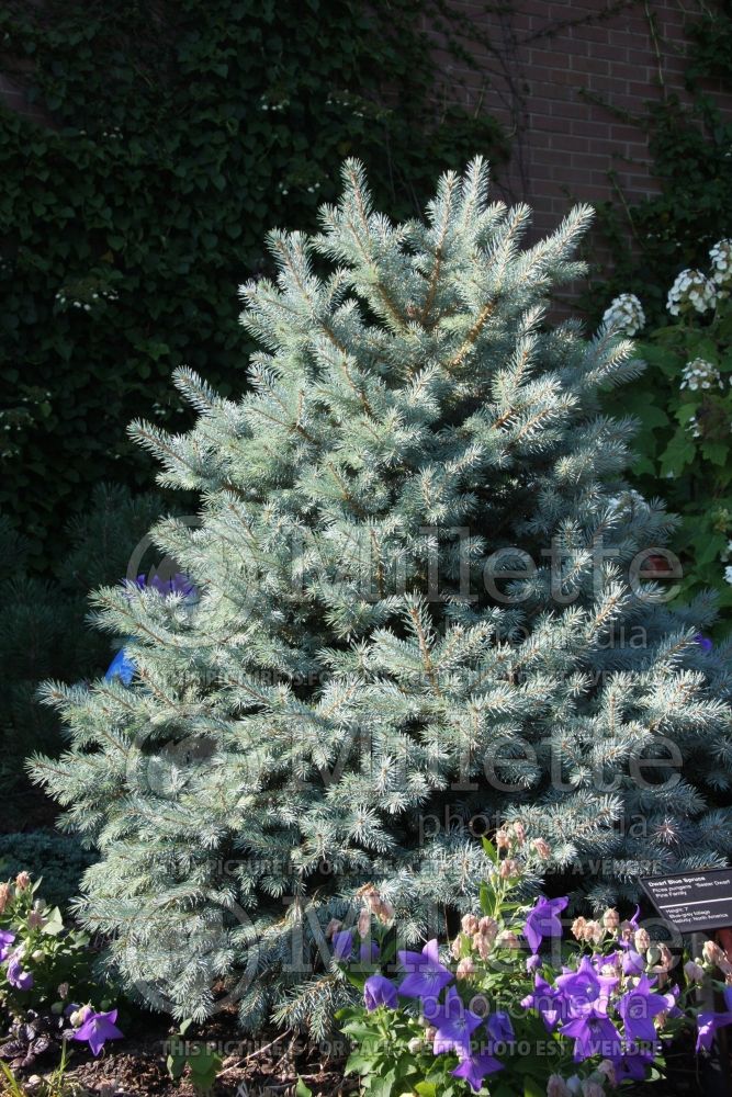 Picea Sester Dwarf (Serbian spruce Mountain Spruce conifer) 3