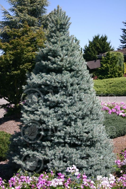 Picea Sester Dwarf (Serbian spruce Mountain Spruce conifer) 1 