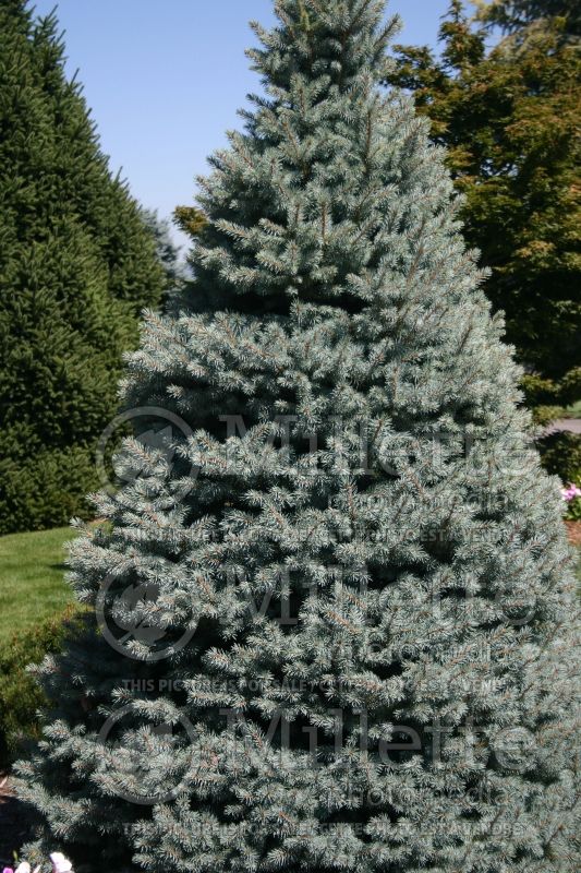 Picea Sester Dwarf (Serbian spruce Mountain Spruce conifer) 2 