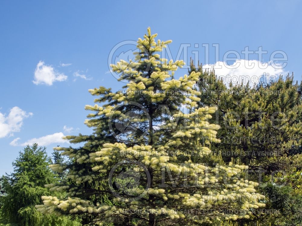 Picea Spring Ghost (Serbian spruce Mountain Spruce conifer) 3