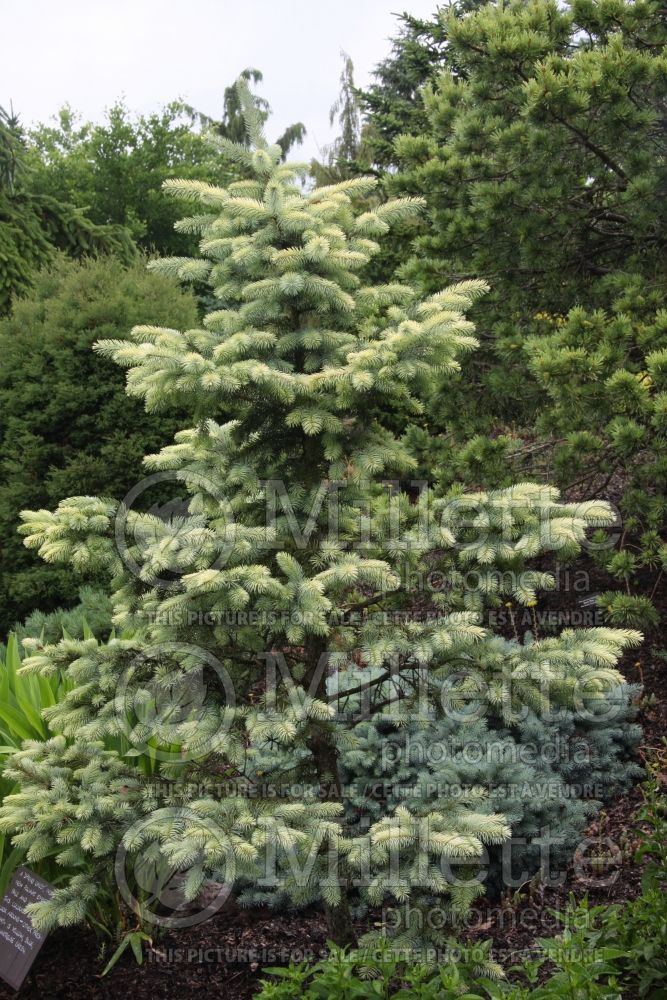 Picea Spring Ghost (Serbian spruce Mountain Spruce conifer) 1 