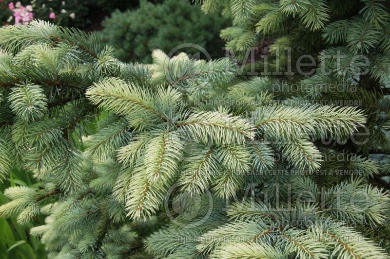 Picea Spring Ghost (Serbian spruce Mountain Spruce conifer) 2 