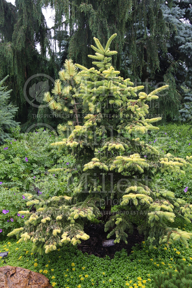 Picea Sunshine (Serbian spruce Mountain Spruce conifer) 1   