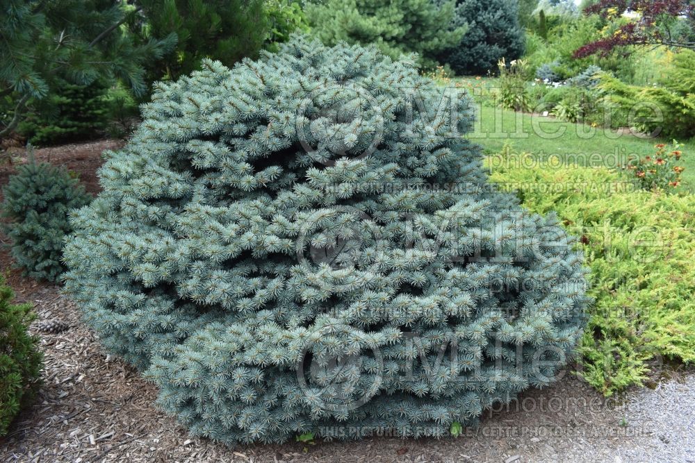 Picea Swifty (Serbian spruce Mountain Spruce conifer) 1 