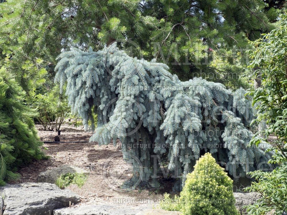 Picea The Blues (Colorado spruce Mountain Spruce conifer) 2 