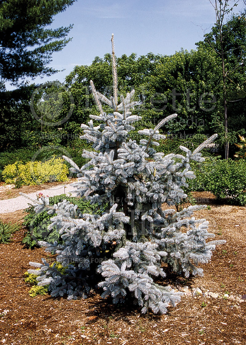 Picea Thomsen (Serbian spruce Mountain Spruce conifer) 1 