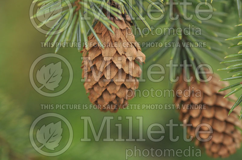 Picea Snake (Serbian spruce Mountain Spruce conifer) 1 