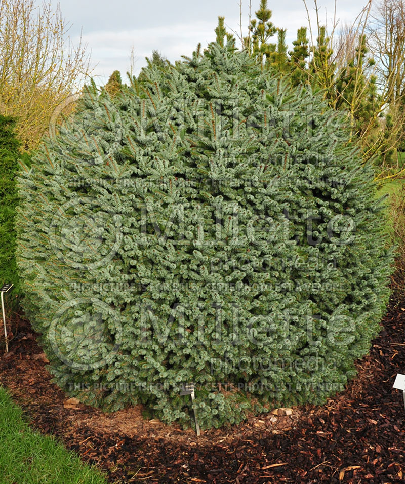 Picea Tenas (Dwarf Sitka Spruce conifer)  1