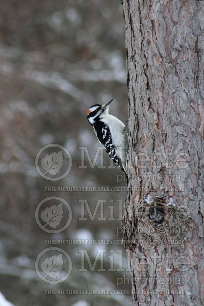 Picoides villosus - Hairy Woodpecker male (Bird) 1 