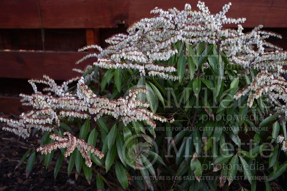 Pieris Brouwer's Beauty (Andromeda Pieris) 3 