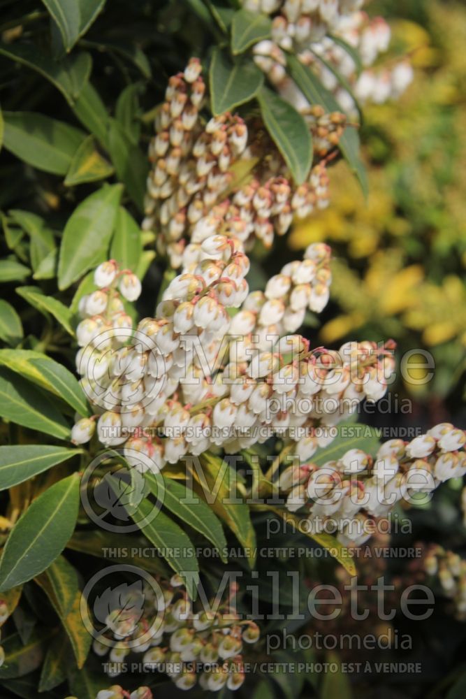 Pieris Cupido (Pieris) 2