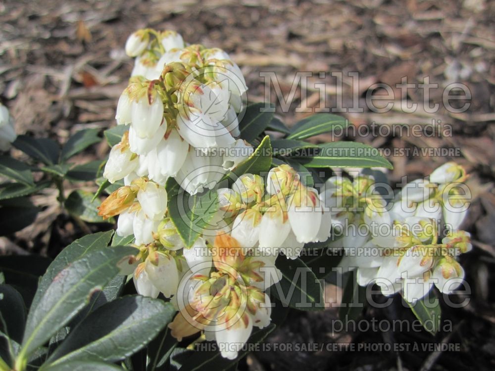 Pieris Cupido (Pieris) 5