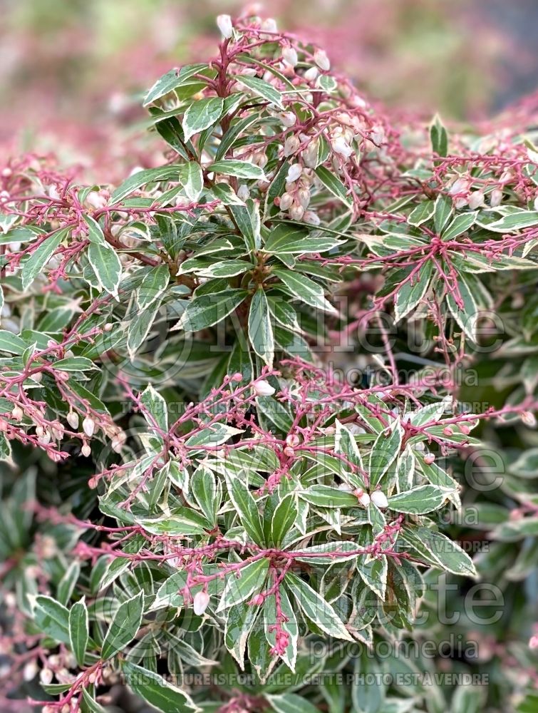 Pieris Little Heath (Pieris) 3