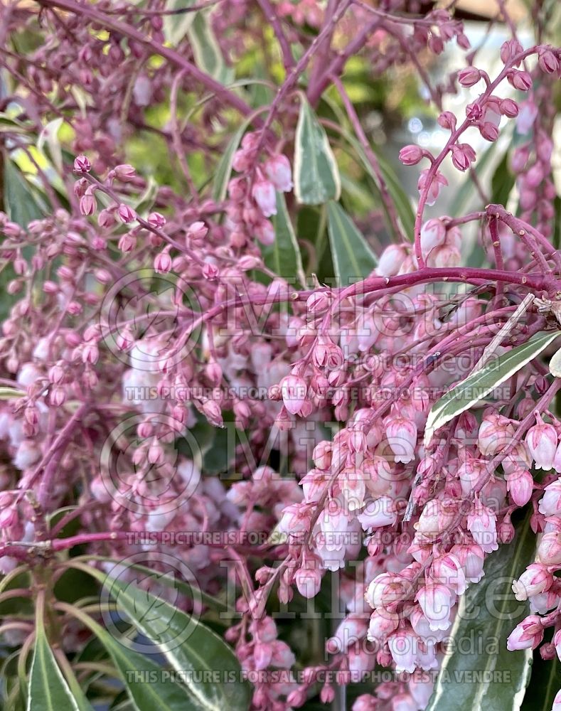 Pieris Passion Party aka Pink Frost (Pieris) 2