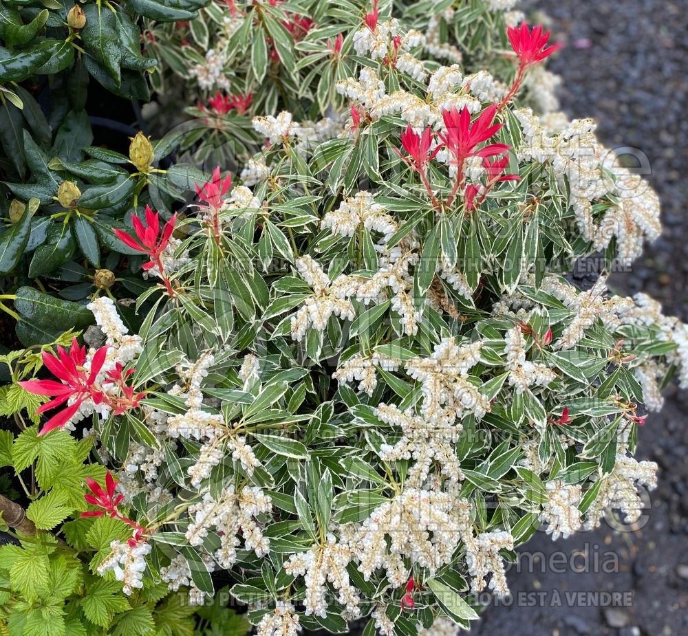 Pieris Variegata (Andromeda Pieris) 3 