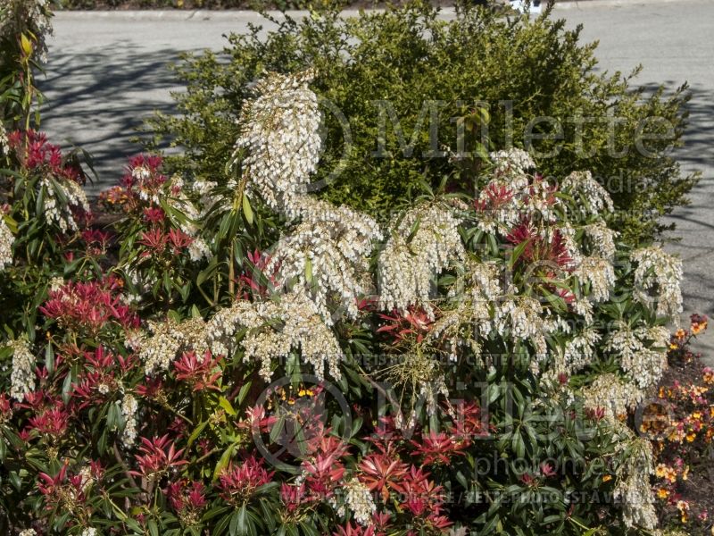 Pieris Forest Flame (Andromeda Pieris) 3 