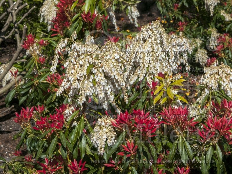 Pieris Forest Flame (Andromeda Pieris) 2 