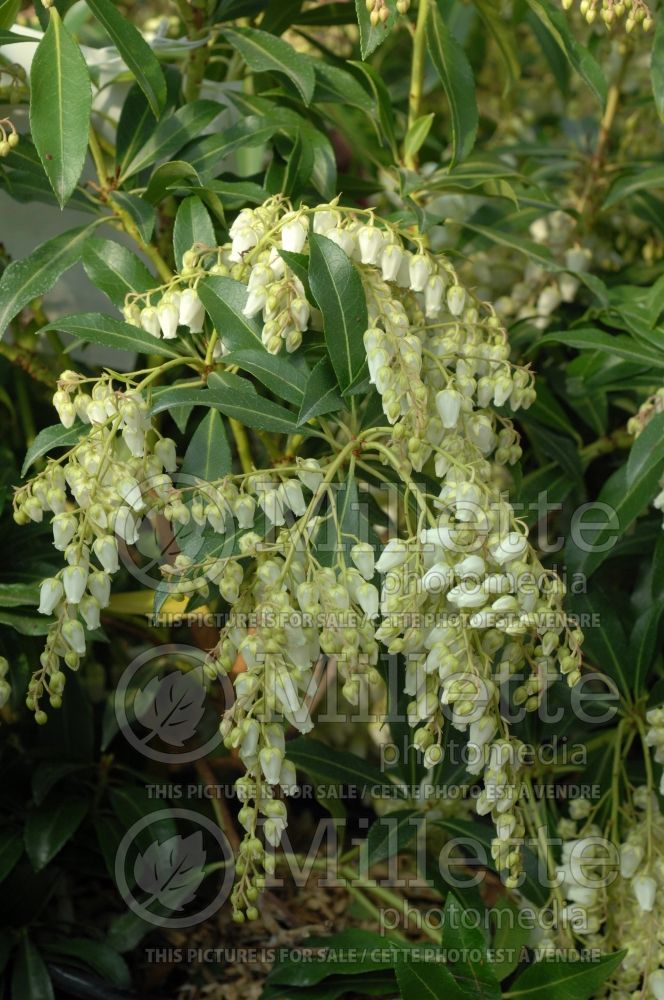 Pieris Forest Flame (Andromeda Pieris) 1 