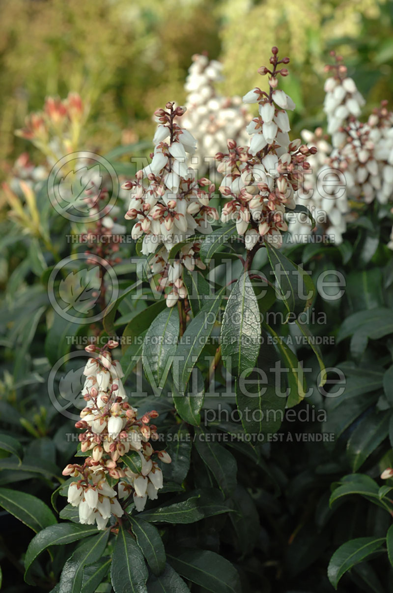 Pieris Bonfire (Andromeda Pieris) 1 