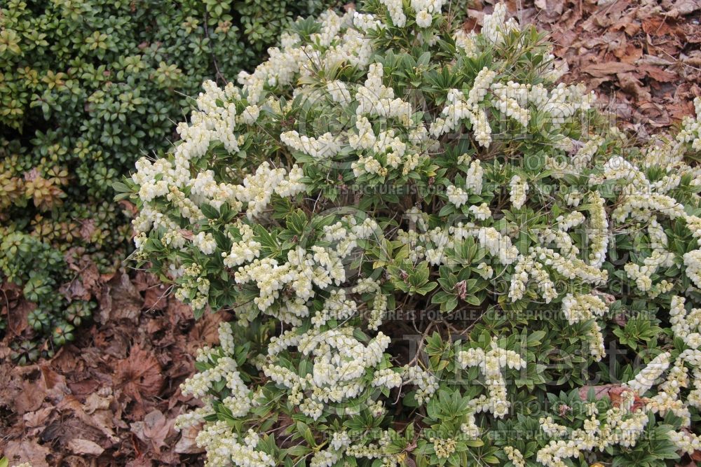 Pieris Cavatine (Andromeda Dwarf lily-of-the-valley Pieris) 1 