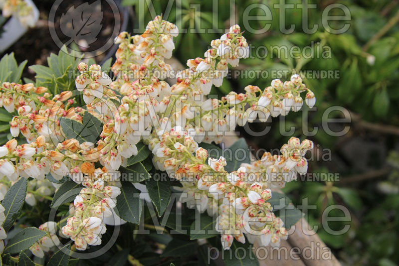 Pieris Cavatine (Andromeda Dwarf lily-of-the-valley Pieris) 3 