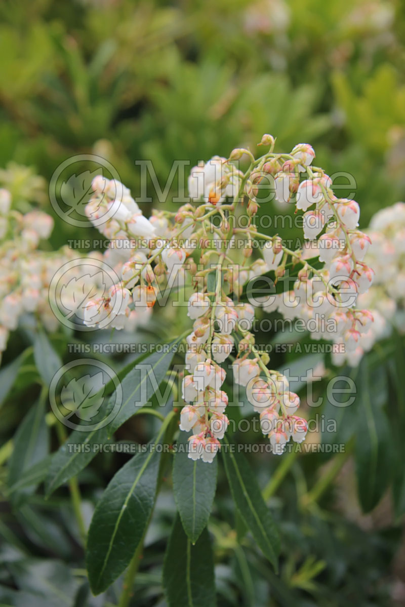 Pieris Dorothy Wyckoff (Andromeda Dwarf lily-of-the-valley Pieris) 1 