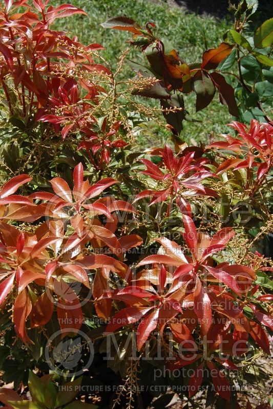 Pieris Dorothy Wyckoff (Andromeda Dwarf lily-of-the-valley Pieris) 4 