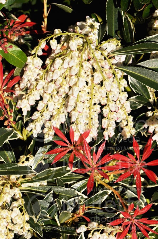 Pieris Flaming Silver (Andromeda Pieris) 5 