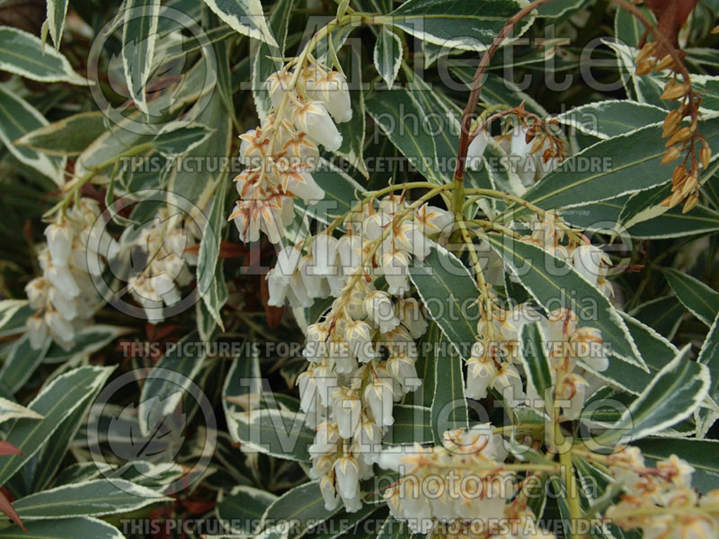 Pieris Flaming Silver (Andromeda Pieris) 4 