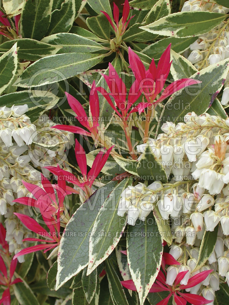 Pieris Flaming Silver (Andromeda Pieris) 2 