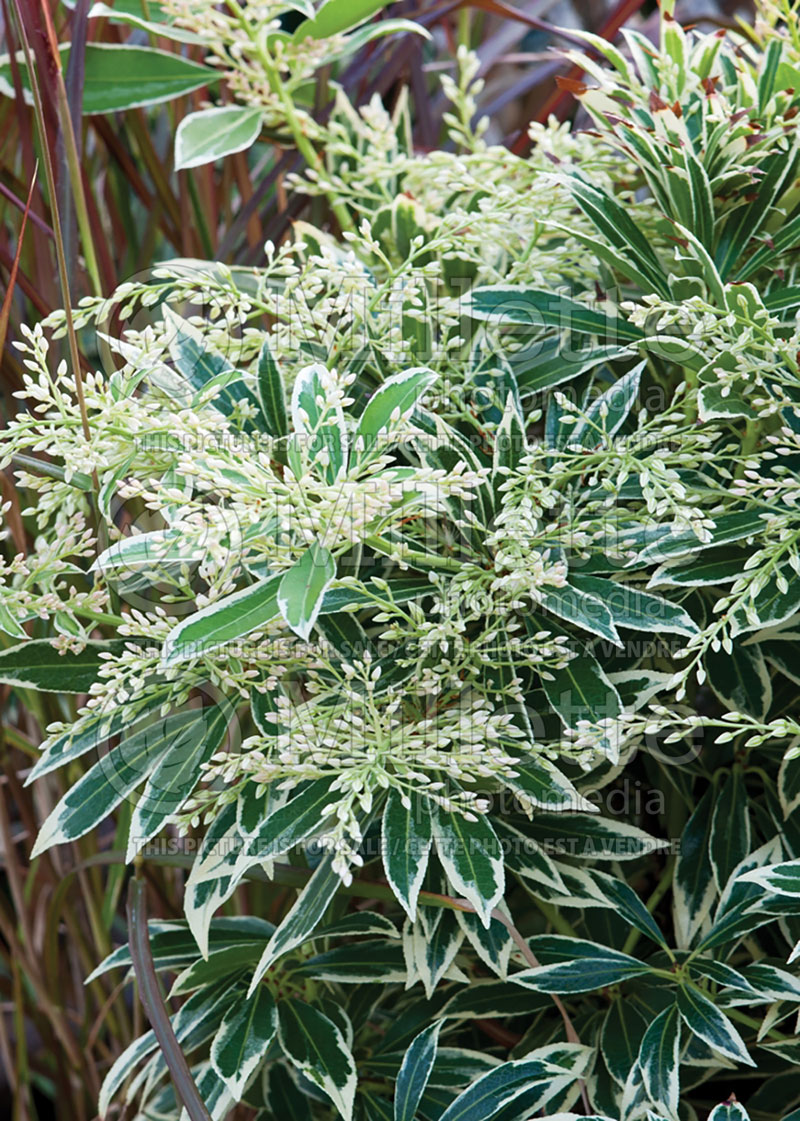 Pieris Flaming Silver (Andromeda Pieris) 3 