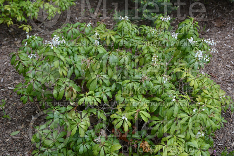 Pieris Karenoma (Andromeda Dwarf lily-of-the-valley Pieris) 1 