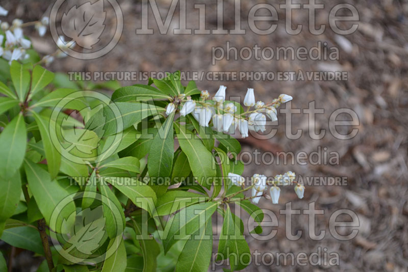 Pieris Karenoma (Andromeda Dwarf lily-of-the-valley Pieris) 2 