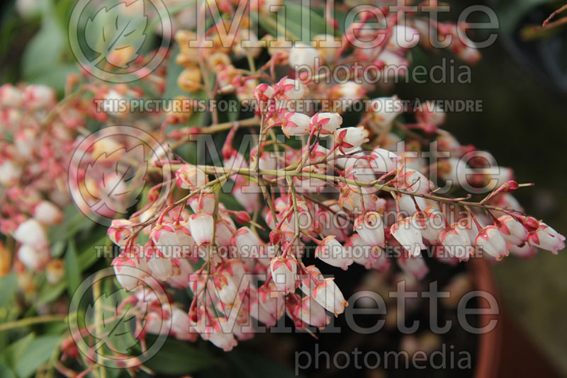 Pieris Katsura (Japanese Andromeda Lily of Valley) 1 