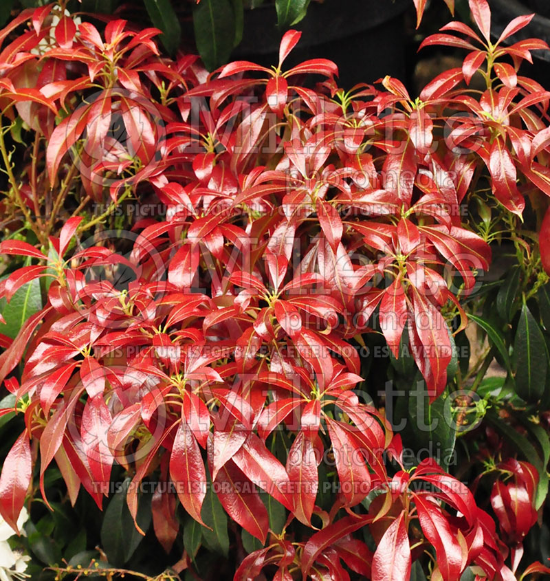 Pieris Katsura (Japanese Andromeda Lily of Valley) 3 