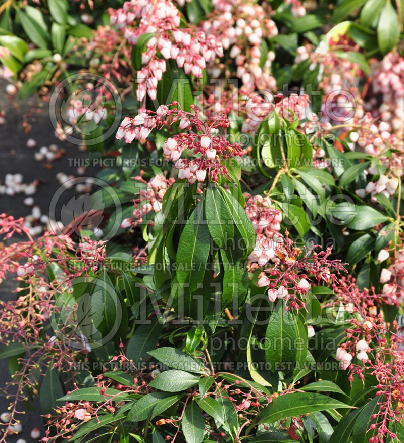 Pieris Katsura (Japanese Andromeda Lily of Valley) 2 