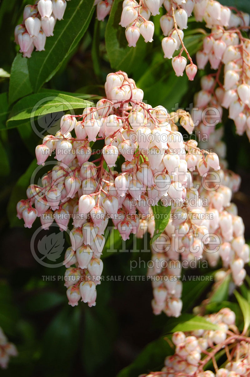 Pieris Katsura (Japanese Andromeda Lily of Valley) 6 