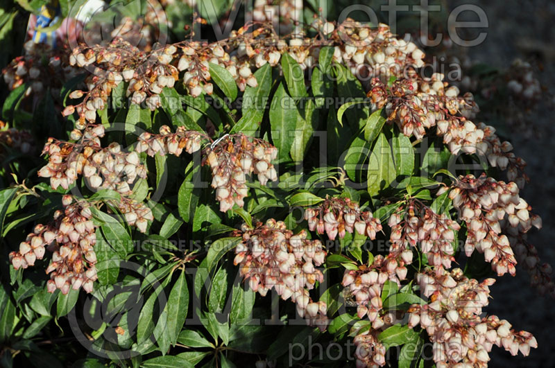 Pieris Katsura (Japanese Andromeda Lily of Valley) 5 