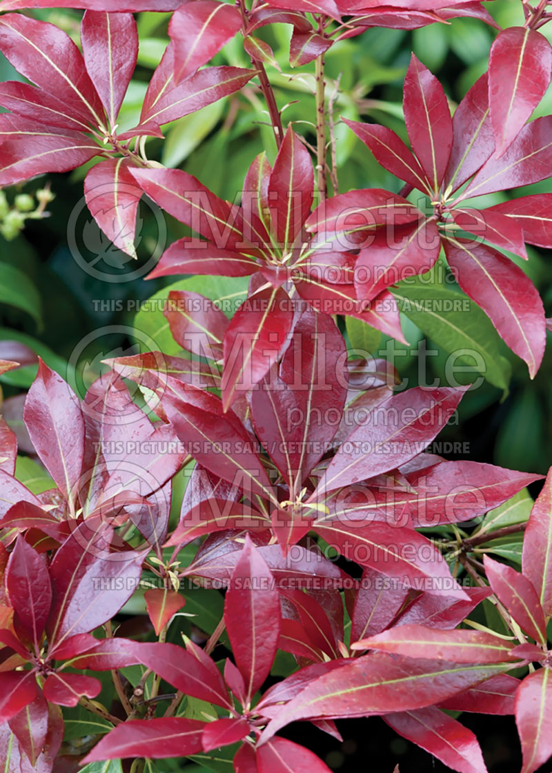 Pieris Katsura (Japanese Andromeda Lily of Valley) 7 