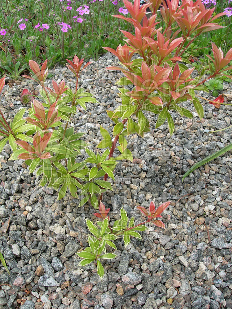 Pieris Little Heath (Pieris) 1 