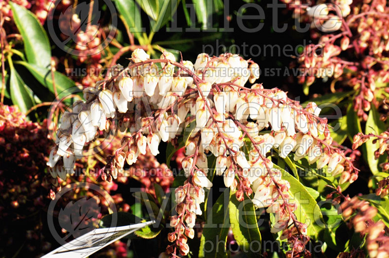 Pieris Mountain Fire (Andromeda Pieris) 2 