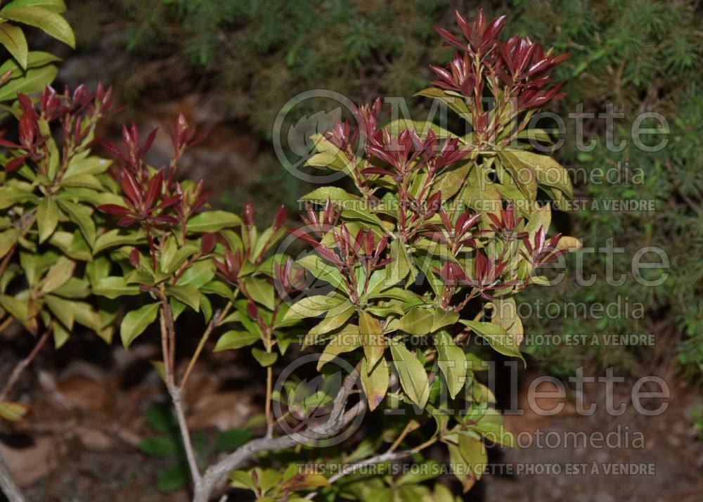 Pieris Mountain Fire (Andromeda Pieris) 3 