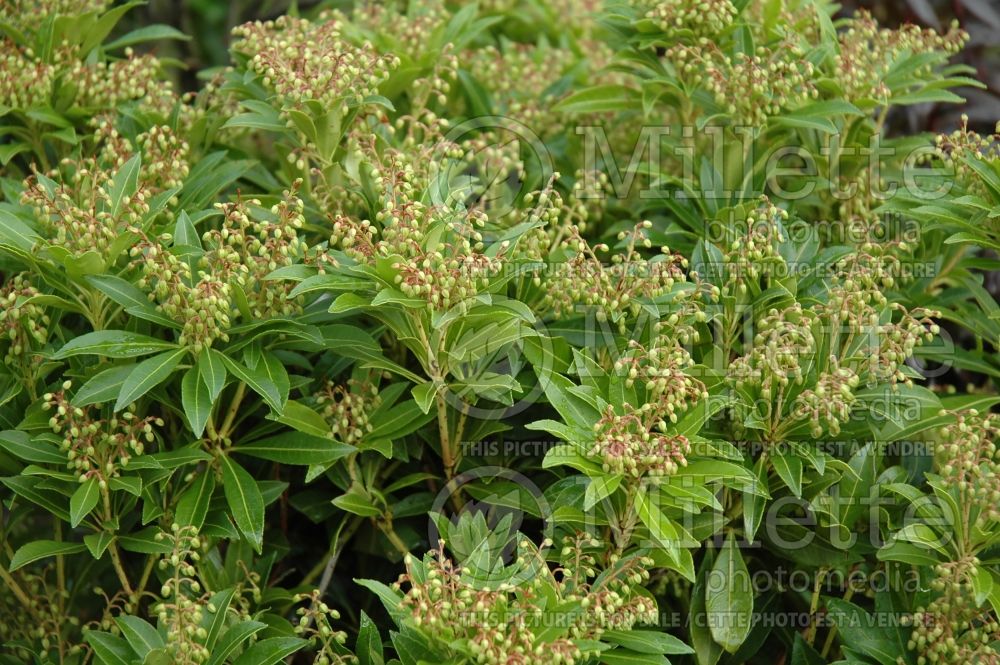 Pieris Purity (Andromeda Pieris) 2 